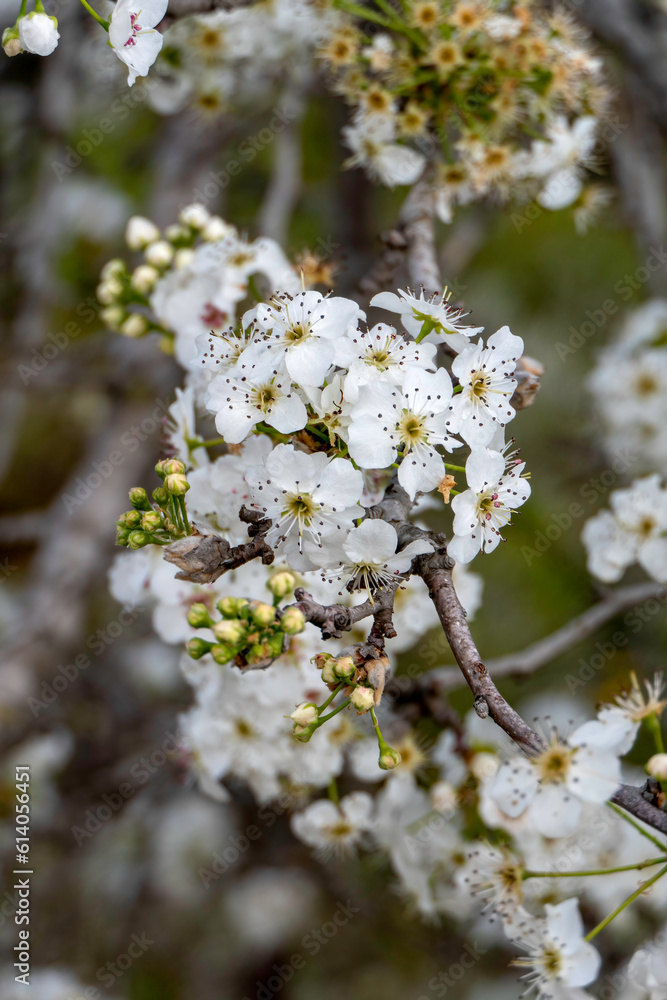 Blooming pear branch. Pear blossoms with small white flowers. Spring flowering of fruit trees. Blooming pear branch. Pear blossoms with small white flowers. Spring flowering of fruit trees.