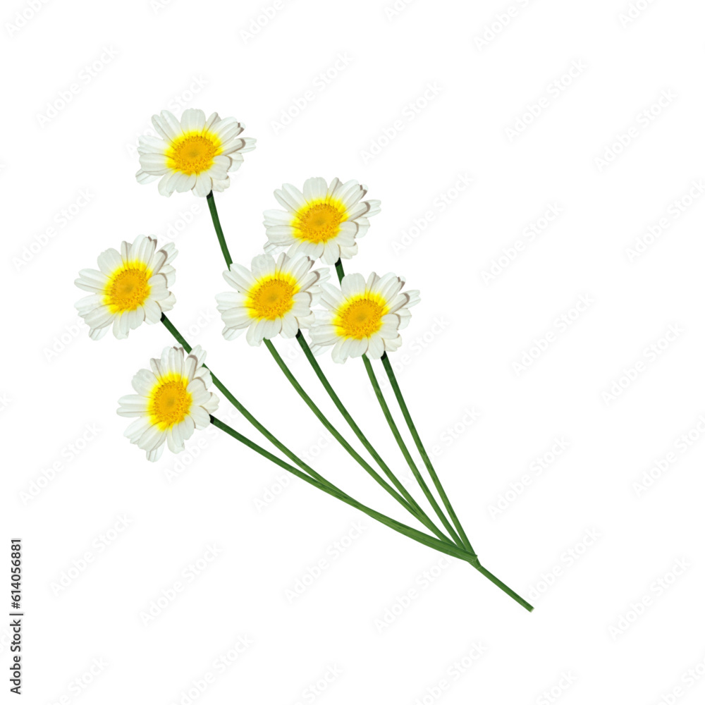 Fototapeta premium bouquet of daisies