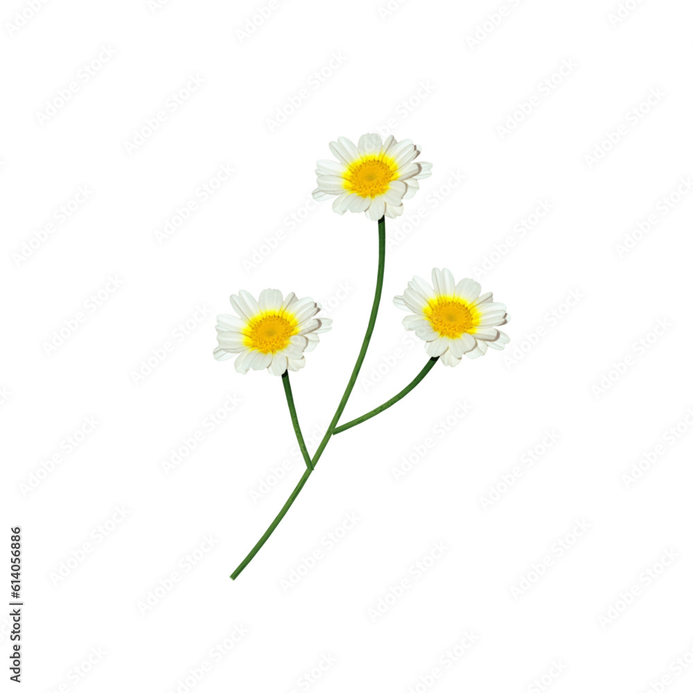 daisies isolated on white background daisies isolated on white background