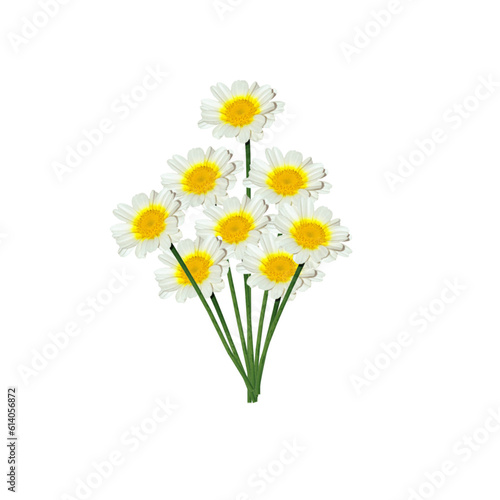 bouquet of daisies isolated © zigmomen
