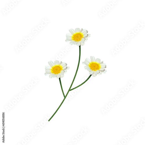 daisies isolated on white background