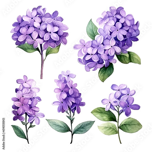 Set of Purple Botanical Watercolor