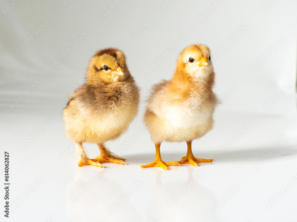 Two small brown chickens on white with space for text. Adorable little chick for design decorative theme. Newborn poultry brown chicken beak on light background. Easter, farm concept. Selective focus. Two small brown chickens on white with space for text. Adorable little chick for design decorative theme. Newborn poultry brown chicken beak on light background. Easter, farm concept. Selective focus.
