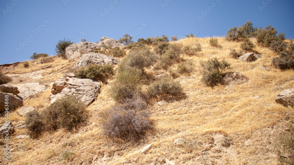 dry plants in mountain uzbekistan