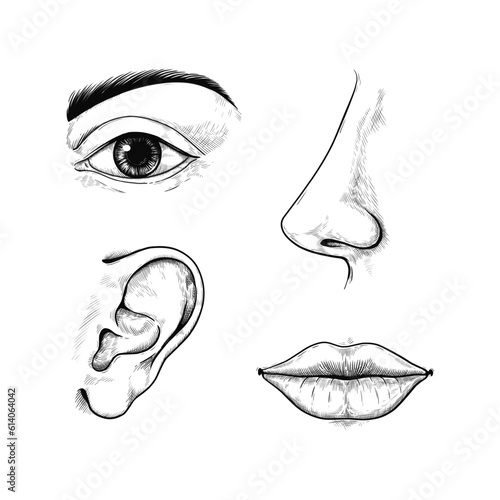 Face sketch. Engraved ear and nose. Eye with brow. Outline mouth lips. Hand drawn human organs. Body listen and taste. Smell senses. Vector isolated graphic monochrome elements set