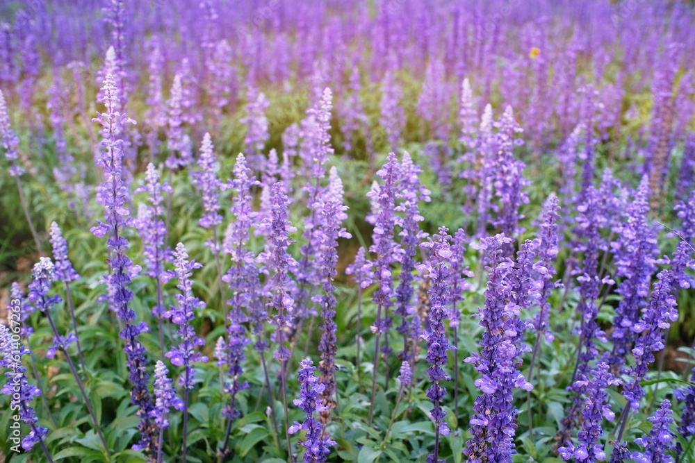 Close up of beautiful violet lavender flowers in the garden. Close up of beautiful violet lavender flowers in the garden.