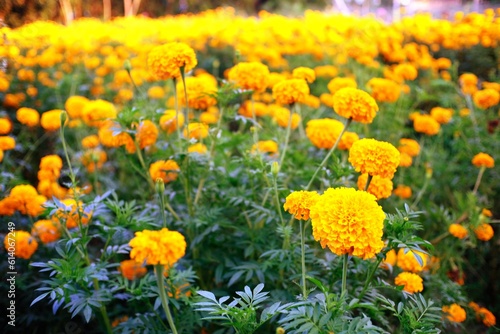 Close up of beautiful Marigold flower in the garden.