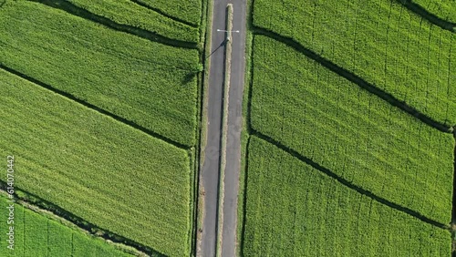 Aerial view of green rice fields in Rambut Siwi, Jembrana, West Bali, Indonesia. photo