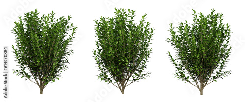 Tableau sur toile Ligustrum ovalifolium plant on transparent background, garden design, outdoor plants, 3d render illustration