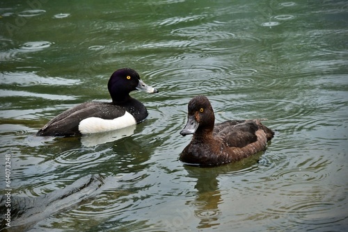 Para kaczek czernic (Aythya fuligula) na jeziorze podczas deszczu 