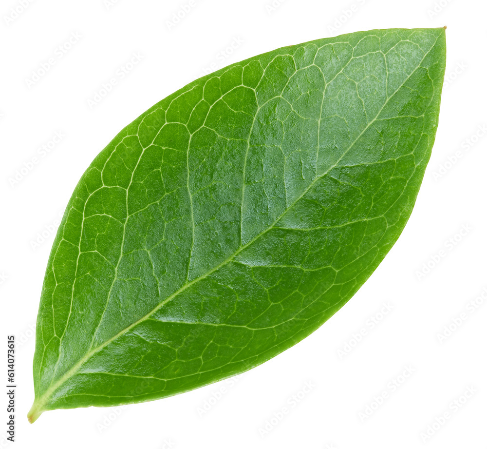 Obraz premium Blueberry leaves isolated on white