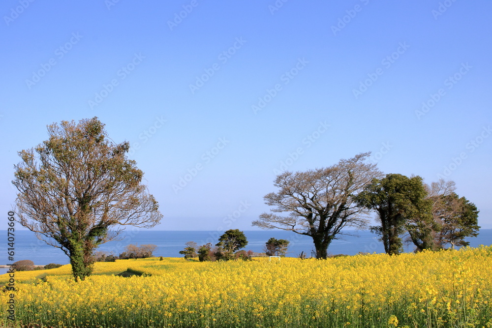 海沿いの菜の花畑 海沿いの菜の花畑
