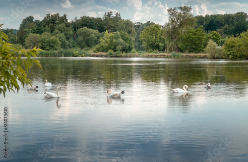 Natural landscape on a forest lake with a flock of swans. Bird swans on blue water © Виталий Борковский