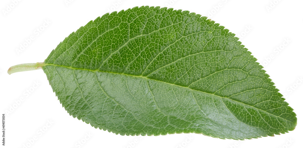Plum leaves isolated on white Plum leaves isolated on white