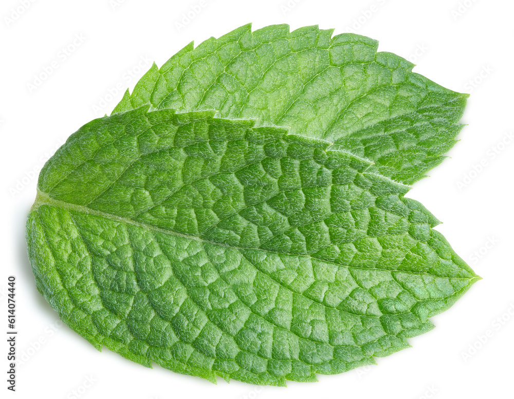 Mint pepper leaf isolated on white Mint pepper leaf isolated on white