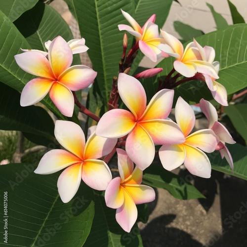 frangipani plumeria flower