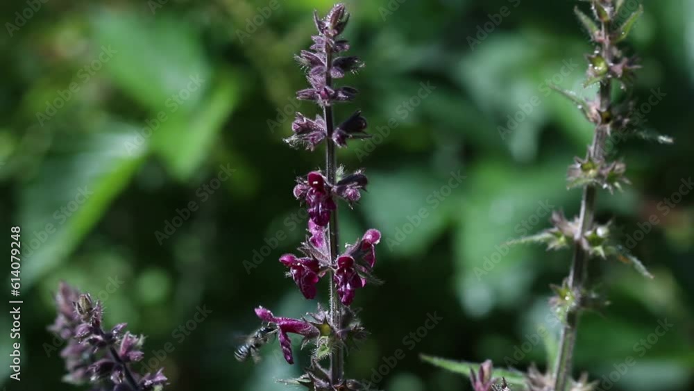 Small Wasp visiting Hedge Woundwort Stachys sylvatica flowers. June. England. UK Small Wasp visiting Hedge Woundwort Stachys sylvatica flowers. June. England. UK