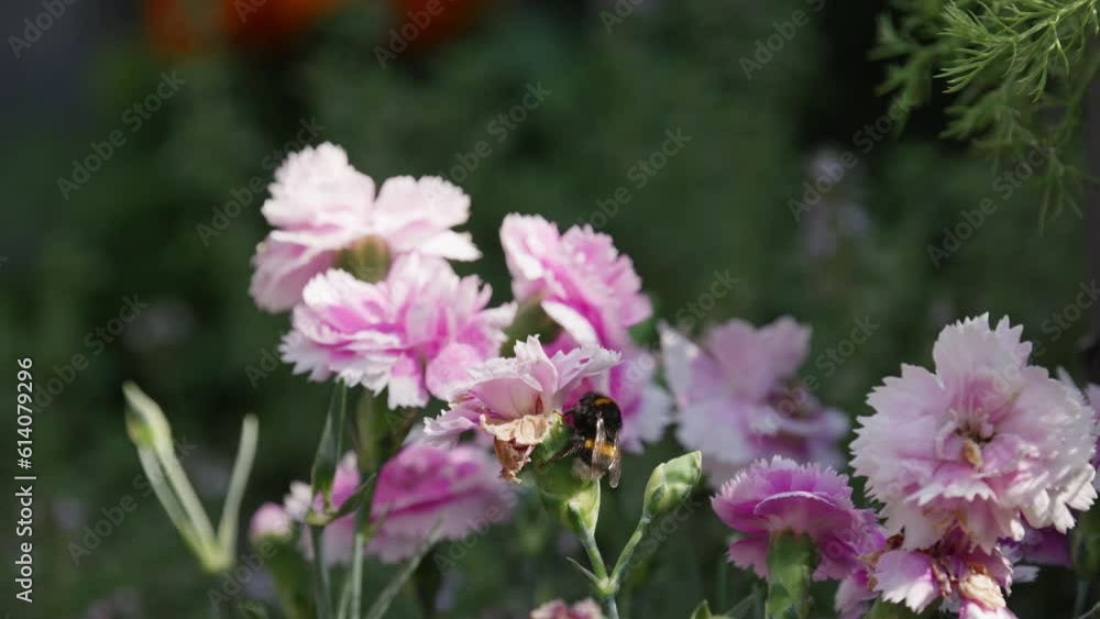 Honey Bumble bee collecting pollen from pink and purple Carnation flowers, on a sunny summers day. Honey Bumble bee collecting pollen from pink and purple Carnation flowers, on a sunny summers day.