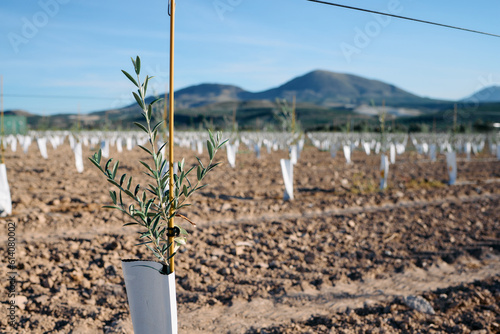 Close-up of newly planted olive trees in a field. The olive trees have stakes