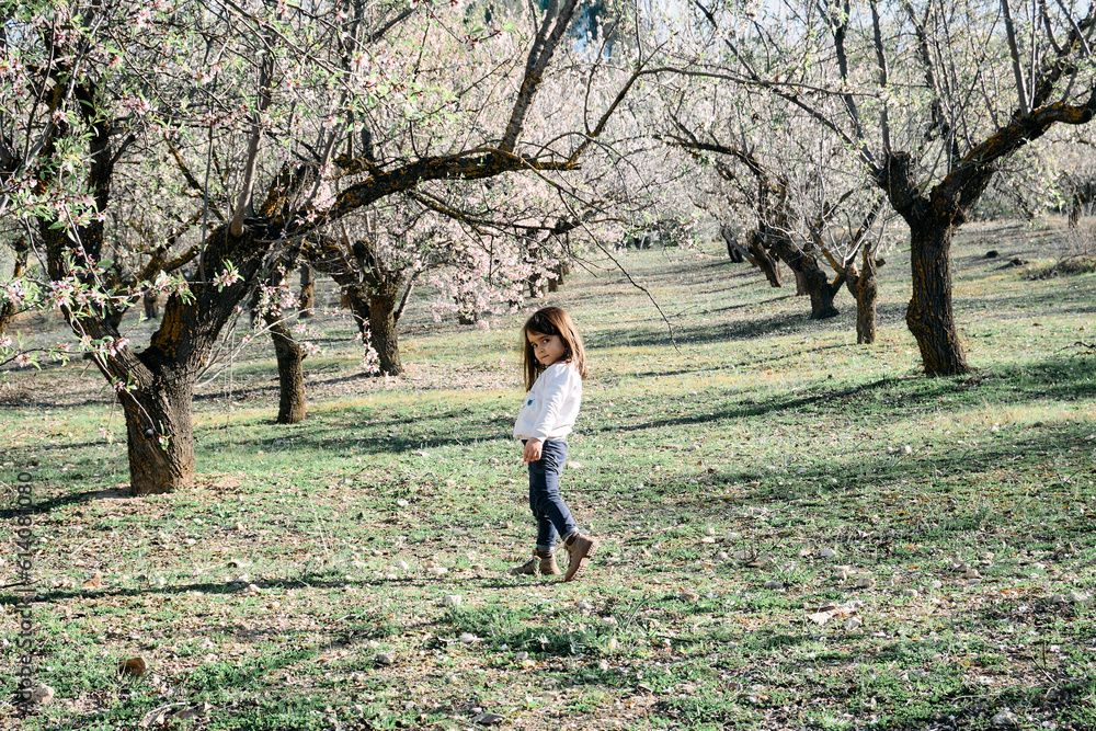 A little brunette girl posing and having fun in a field of almond blossoms