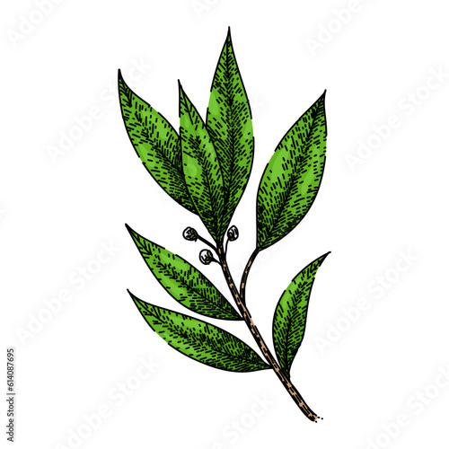 bay leaf herb hand drawn. laurel leaves, dry green, top fresh, tree cooking, plant sketch bay leaf herb vector sketch. isolated color illustration