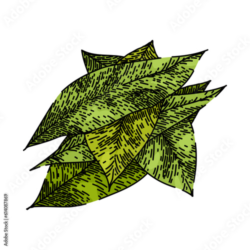 bay leaf herb green hand drawn. laurel leaves, dry top, view tree, cooking plant, sketch indian bay leaf herb green vector sketch. isolated color illustration