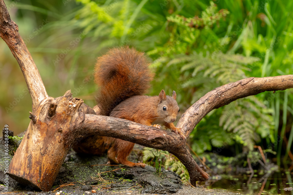 Obraz premium Ecureuil roux ( IA bruit )