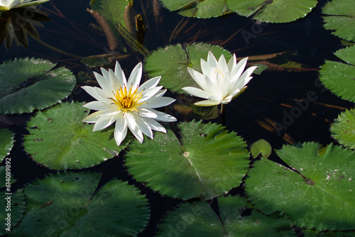 white water lily