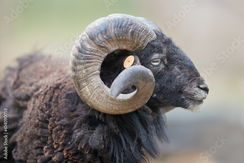 Close up of a sheep ram of ouessant race photo