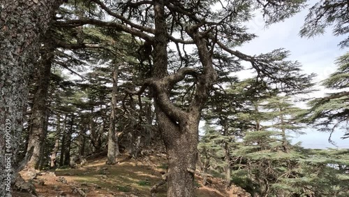 Moving in the spring forest. Trees with shadows and sunshine, green woods Wild cedar forests on a beautiful sunny morning. National Park Tazekka, Morocco. photo