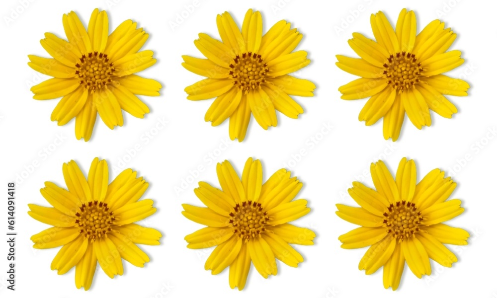 yellow sunflower isolated on white yellow sunflower isolated on white