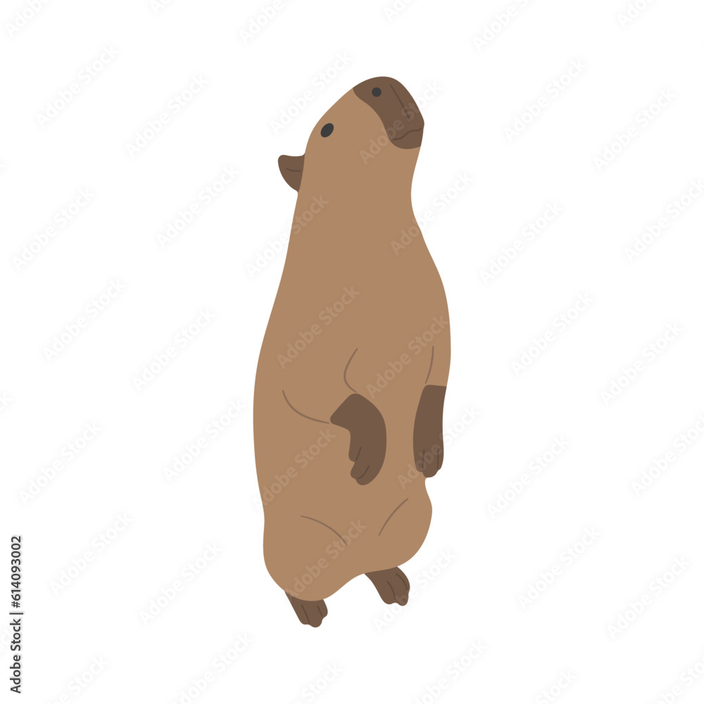 capybara single 25 cute on a white background, vector illustration. capybara single 25 cute on a white background, vector illustration.