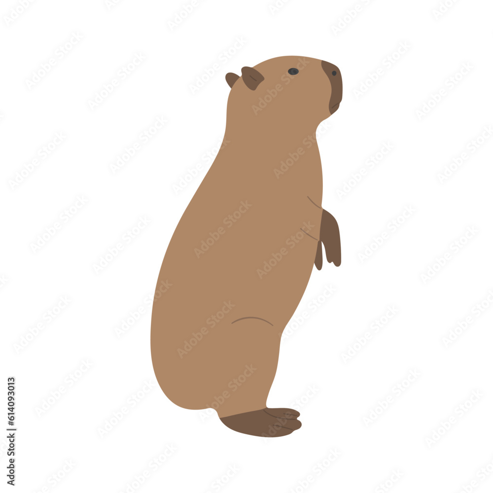 capybara single 28 cute on a white background, vector illustration. capybara single 28 cute on a white background, vector illustration.