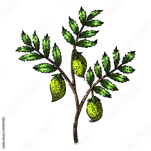 chickpea hummus plant hand drawn. food vector, raw arabic, shot vegetable, top pea, chana cooking chickpea hummus plant vector sketch. isolated color illustration