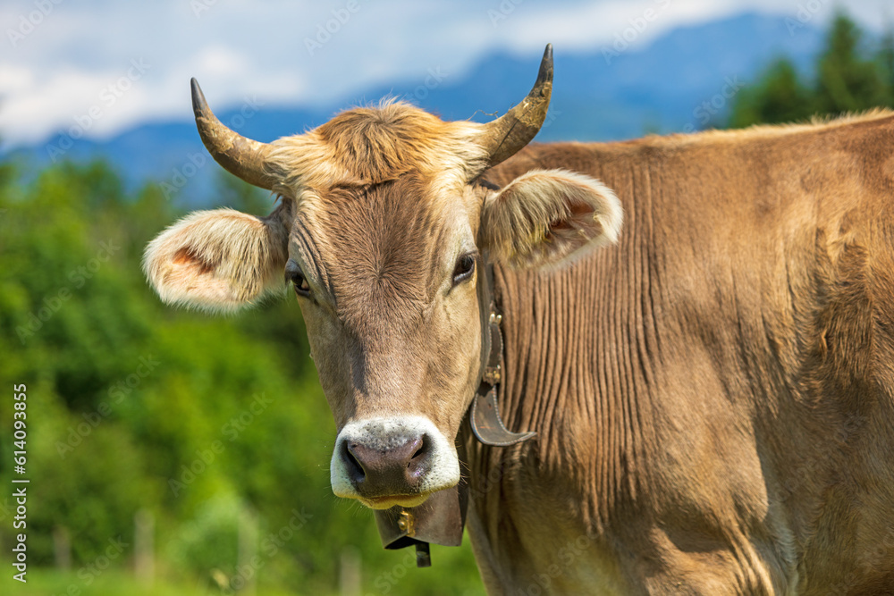 Braunvieh - Allgäu - Kuh - Sommer - Alpen Braunvieh - Allgäu - Kuh - Sommer - Alpen