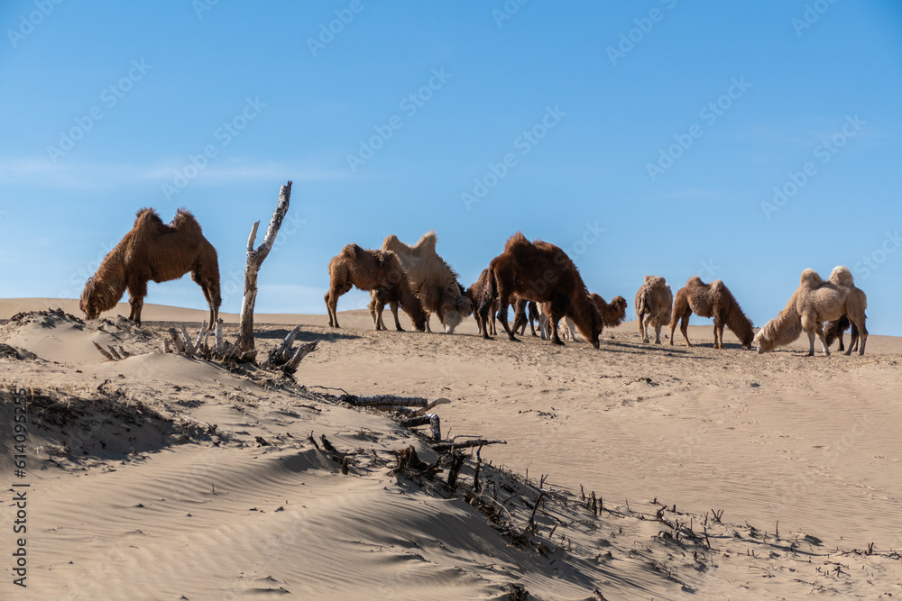 Wild Bactrian camel in Elsen Tasarkhai or mini-Gobi in Central Mongolia Wild Bactrian camel in Elsen Tasarkhai or mini-Gobi in Central Mongolia