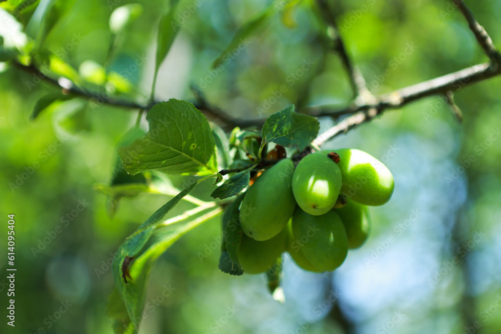 Green plums on the tree in spring.