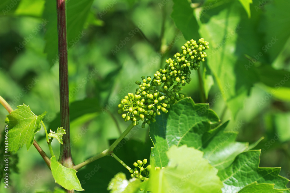 Grape vine in spring with flowers and small fruits. Grape vine in spring with flowers and small fruits.