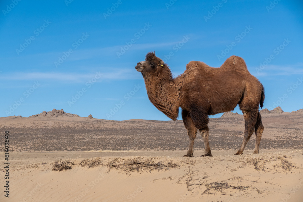Wild Bactrian camel in Elsen Tasarkhai or mini-Gobi in Central Mongolia