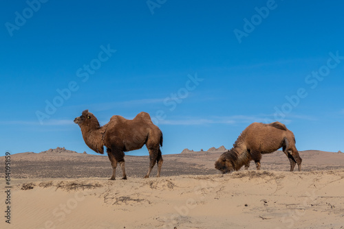Wild Bactrian camel in Elsen Tasarkhai or mini-Gobi in Central Mongolia