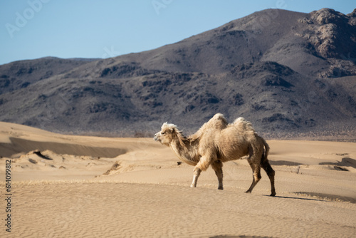 Wild Bactrian camel in Elsen Tasarkhai or mini-Gobi in Central Mongolia