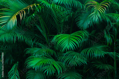 Dark green ornamental coconut leaf background with dark contrast. Dark green nature background. Cover photo background, wallpaper.