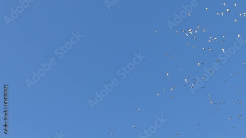 Wallpaper Mural Blue sky and flock of birds gulls in flight sunny weather. Torontodigital.ca