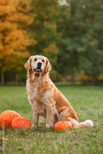 Foto red dog golden retriever labrador lies on the grass near the pumpkin