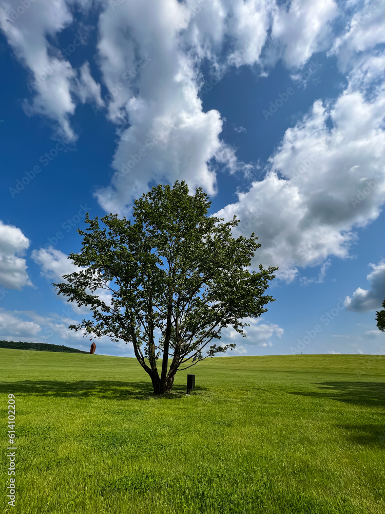 A wonderful open-air park. sunny weather and light clouds in the sky create an amazing atmosphere. Beautiful sunny summer day A wonderful open-air park. sunny weather and light clouds in the sky create an amazing atmosphere. Beautiful sunny summer day