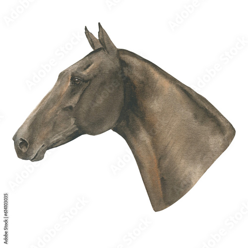 watercolor illustration portrait of bay or brown horse isolated on white background photo