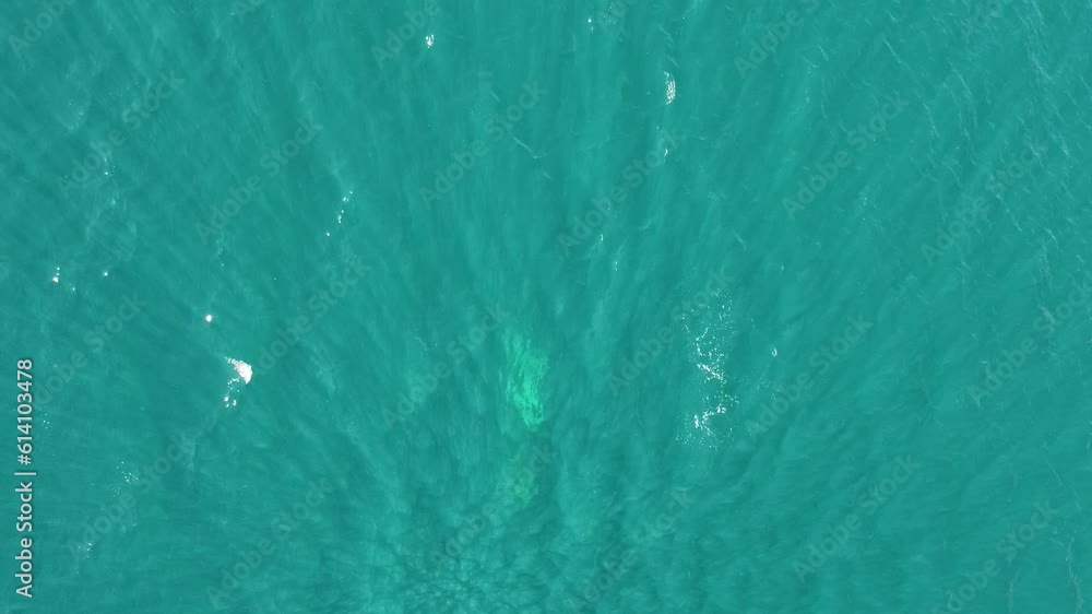 aerial view of dolphins slowly swimming in crystal clear turquoise waters. group of endemic marine mammals migrating along the coastline. Vertical video. Holiday, vacation and recreational concept. aerial view of dolphins slowly swimming in crystal clear turquoise waters. group of endemic marine mammals migrating along the coastline. Vertical video. Holiday, vacation and recreational concept.