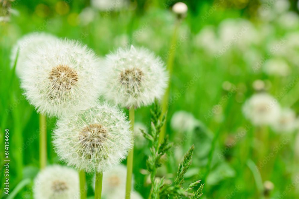 White dandelions growing in park, closeup White dandelions growing in park, closeup