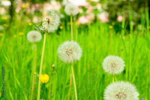 White dandelions in green grass on spring day