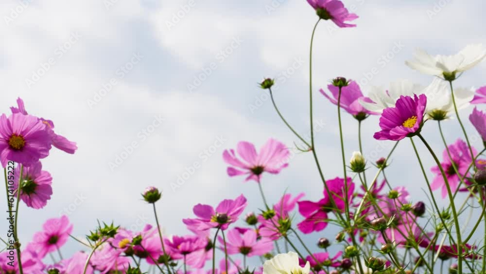 風に揺れる満開のコスモス畑の4Kパンニング動画